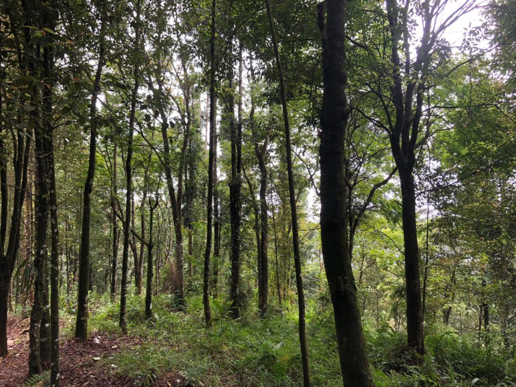 Menilai Pemulihan Ekosistem di Taman Nasional Gunung Halimun Salak Lewat Citra Satelit