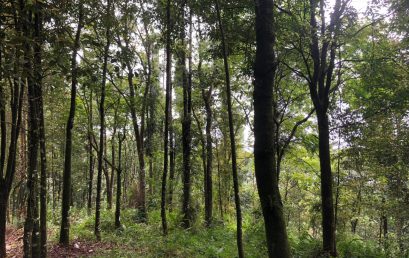 Menilai Pemulihan Ekosistem di Taman Nasional Gunung Halimun Salak Lewat Citra Satelit