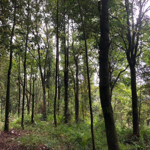 Menilai Pemulihan Ekosistem di Taman Nasional Gunung Halimun Salak Lewat Citra Satelit