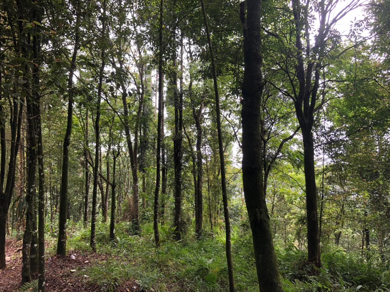 Menilai Pemulihan Ekosistem di Taman Nasional Gunung Halimun Salak Lewat Citra Satelit